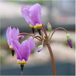 Dodecatheon Meadia White Shooting Star Seeds – Rare Perennial Wildflower - Dharaseeds
