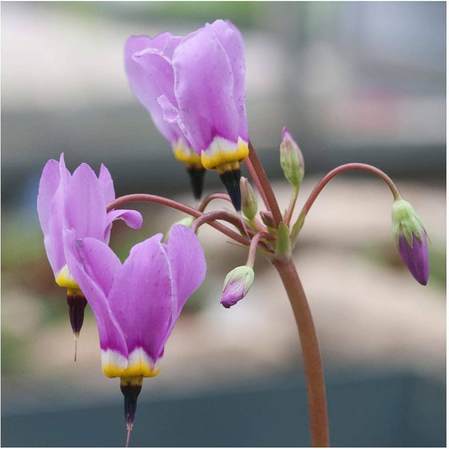 Dodecatheon Meadia White Shooting Star Seeds – Rare Perennial Wildflower - Dharaseeds