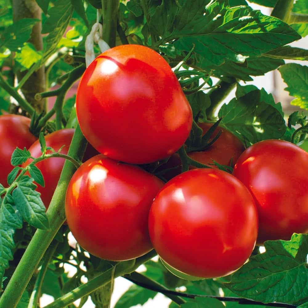 Dolgokhranyashchysya Tomato Seeds – Long Shelf - Life Variety for Storage & Transport - Dharaseeds