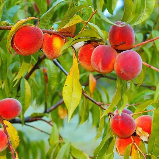 Donut peach tree growing from seeds in garden