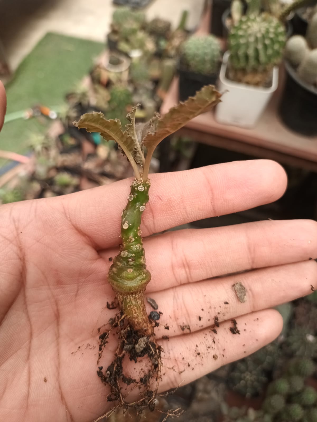 Green Dorstenia Foetida Plant Seeds for Planting-Exotic Gardens – Fresh Herb for Your Garden