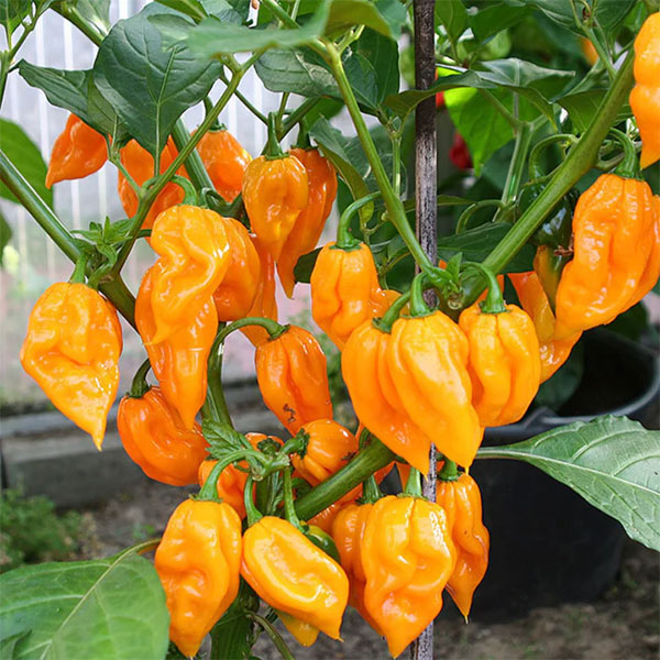 Dorset Naga Pepper Capsicum chinense Seeds for Planting in Vegetable Patch & Garden