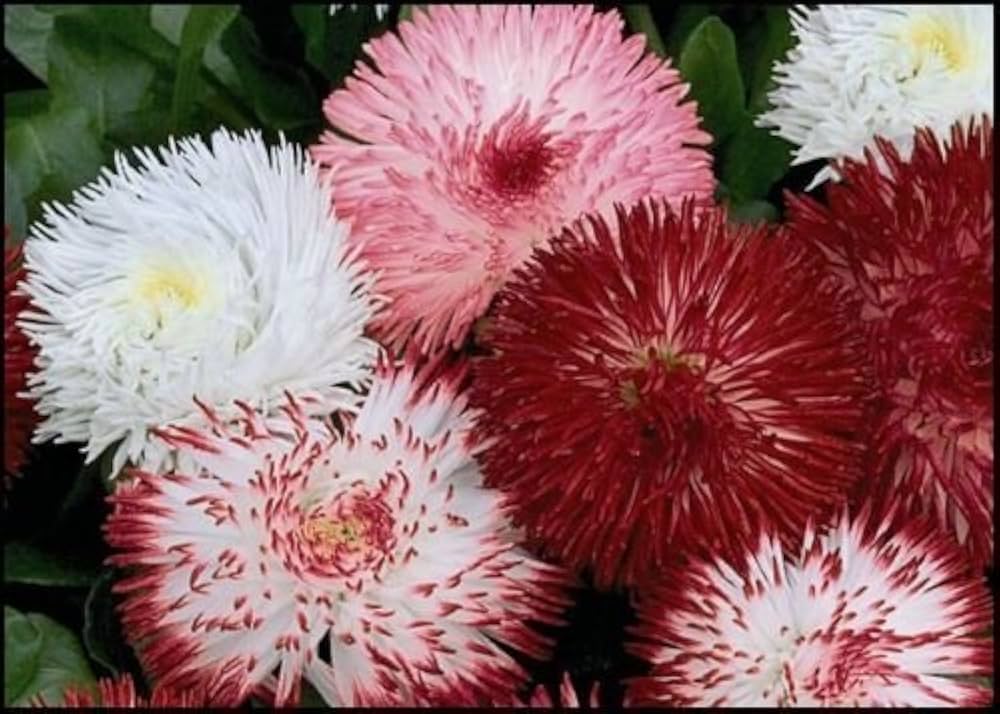 Double Bellis English Margherita Semi - Mix Seeds – Rosette - Like Blooms for Cottage Gardens - Dharaseeds