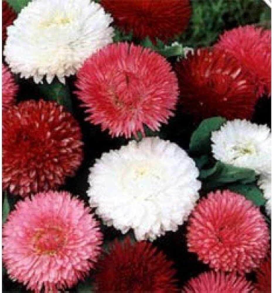 Double Bellis English Margherita Semi - Mix Seeds – Rosette - Like Blooms for Cottage Gardens - Dharaseeds