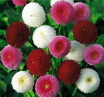 Double Bellis English Margherita Semi - Mix Seeds – Rosette - Like Blooms for Cottage Gardens - Dharaseeds