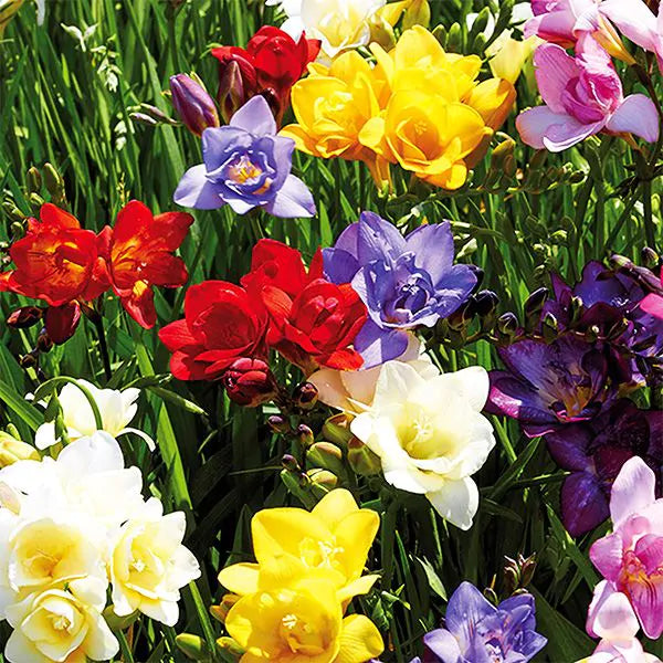 Multi Freesia Flower Seeds for Planting, Fresh, NON GMO Seeds