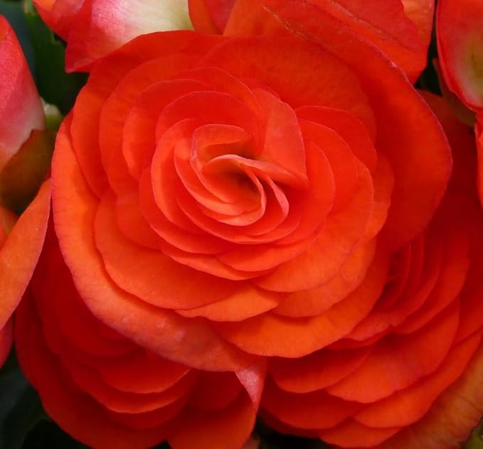 Double Orange Begonia Flower Seeds – Lush, Bright Orange Blooms for Shade - Loving Displays - Dharaseeds