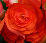 Double Orange Begonia Flower Seeds – Lush, Bright Orange Blooms for Shade - Loving Displays - Dharaseeds