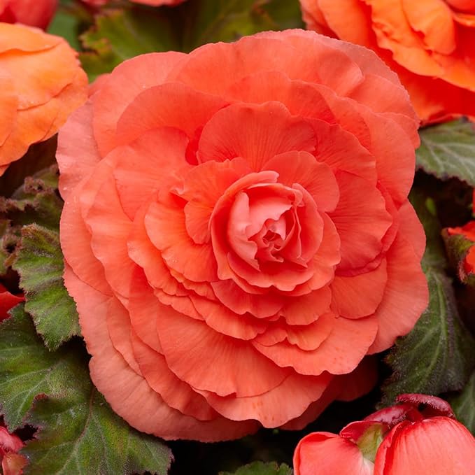 Double Orange Begonia Flower Seeds – Lush, Bright Orange Blooms for Shade - Loving Displays - Dharaseeds