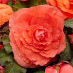 Double Orange Begonia Flower Seeds – Lush, Bright Orange Blooms for Shade - Loving Displays - Dharaseeds