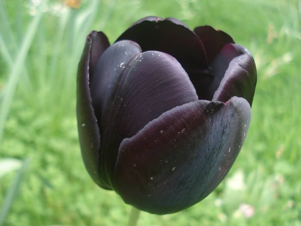 Double tulip flower Tulipa spp. seeds for planting in garden beds or colorful balcony planters - Dharaseeds