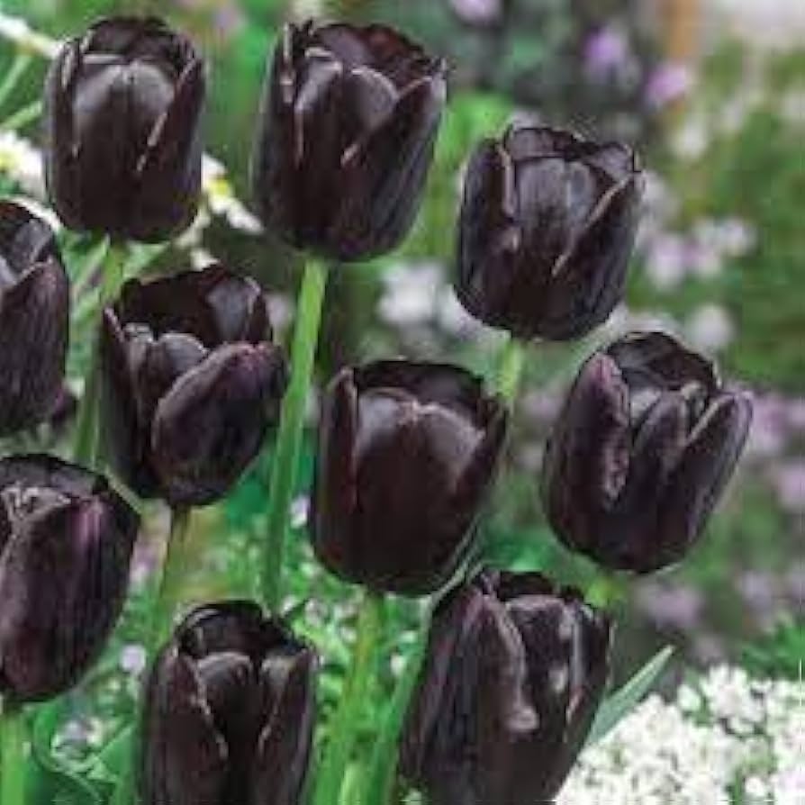Double tulip flower Tulipa spp. seeds for planting in garden beds or colorful balcony planters - Dharaseeds