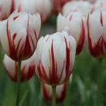Double tulip flower Tulipa spp. seeds for planting in home garden or balcony flower beds - Dharaseeds