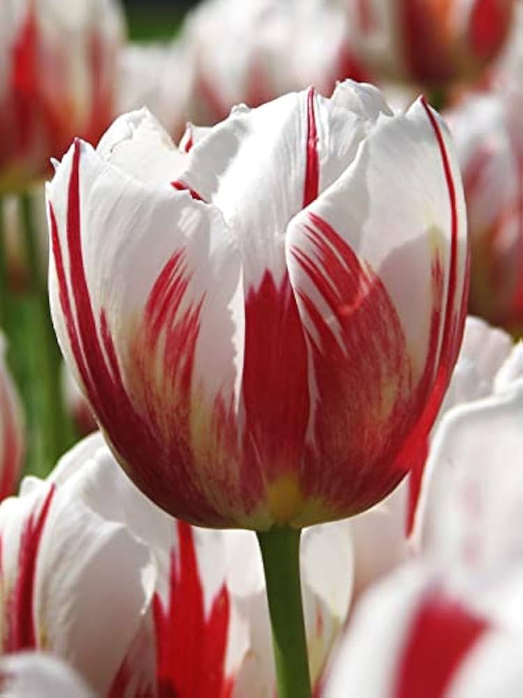 Double tulip flower Tulipa spp. seeds for planting in home garden or balcony flower beds - Dharaseeds