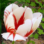 Double tulip flower Tulipa spp. seeds for planting in home garden or balcony flower beds - Dharaseeds