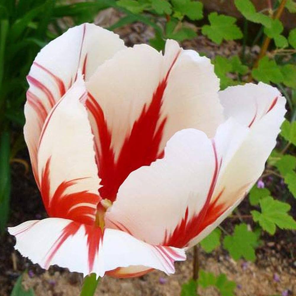 Double tulip flower Tulipa spp. seeds for planting in home garden or balcony flower beds - Dharaseeds