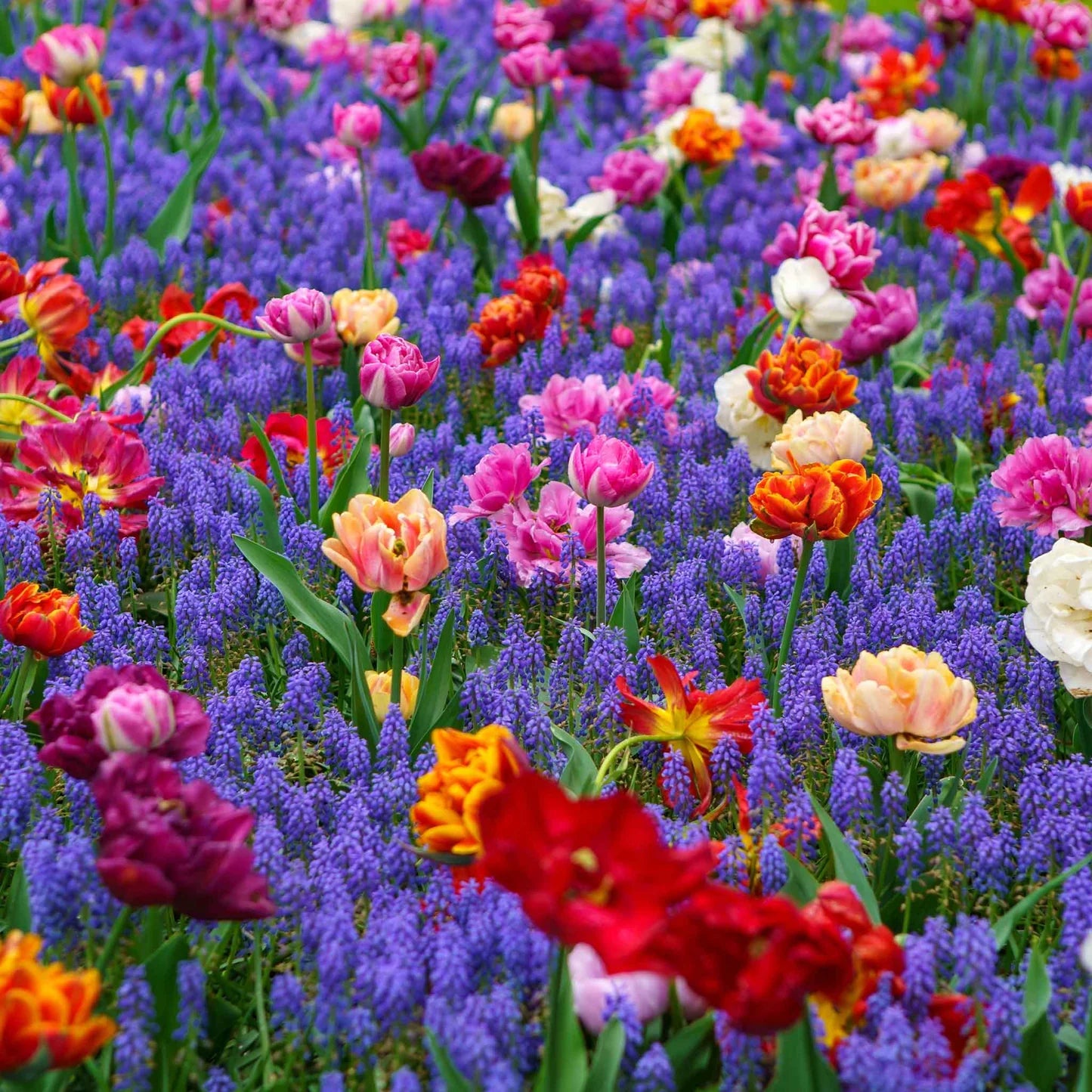 Double Tulip & Muscari Collection