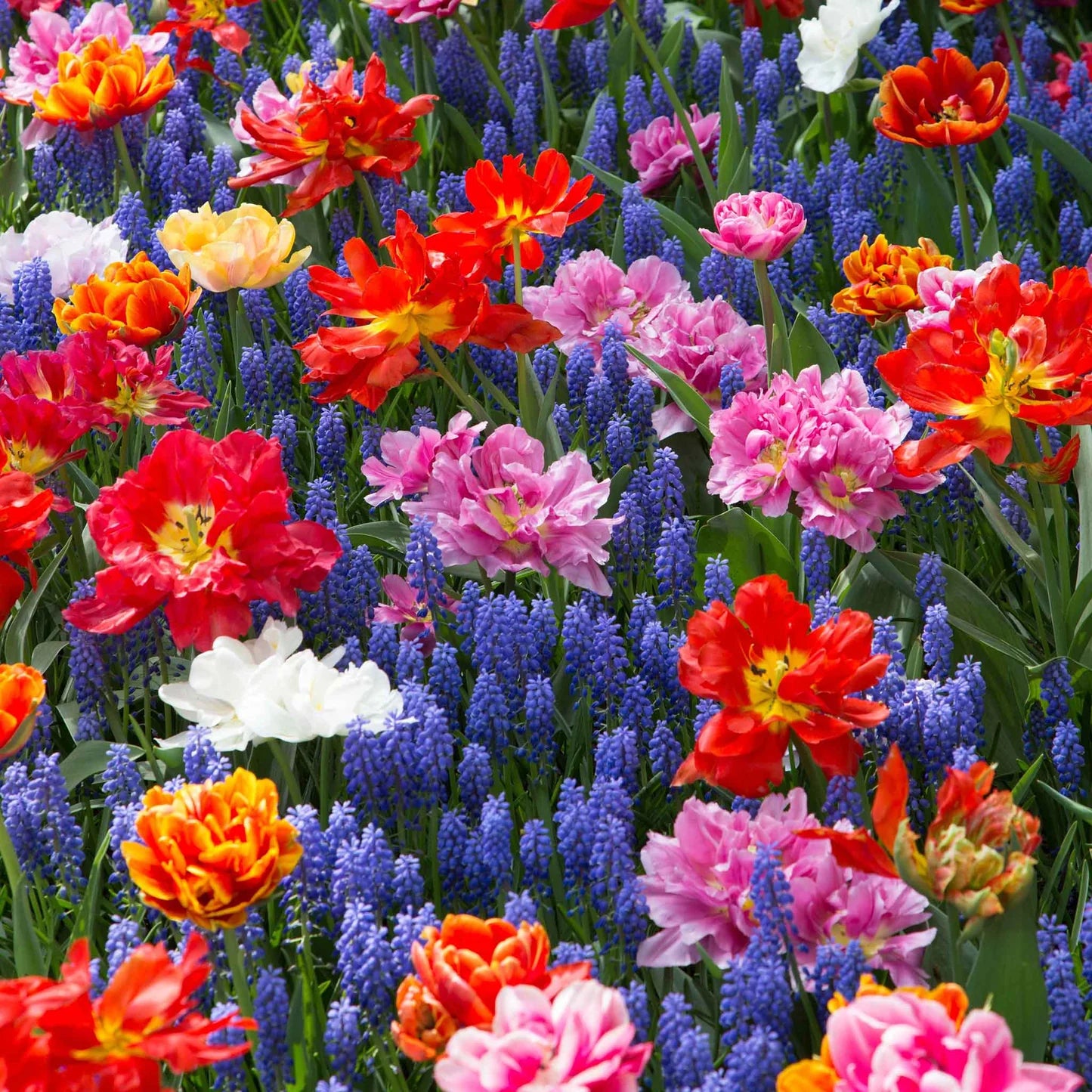 Double Tulip & Muscari Collection