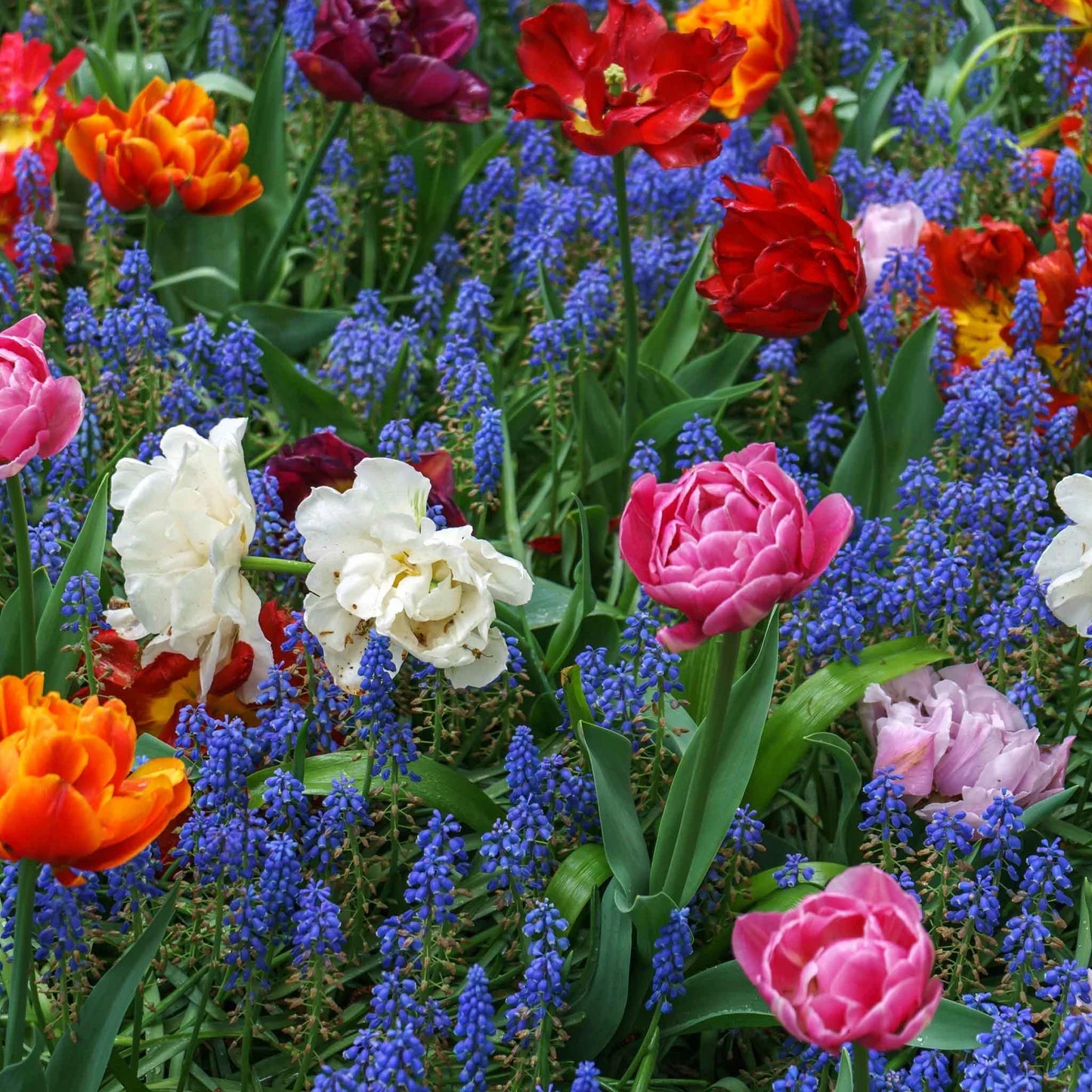 Double Tulip & Muscari Collection