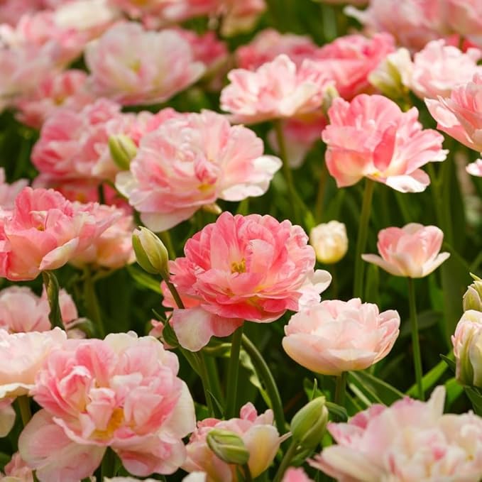 Double Tulip Seeds – Lush Petal Layers in Vibrant Spring Colors - Dharaseeds