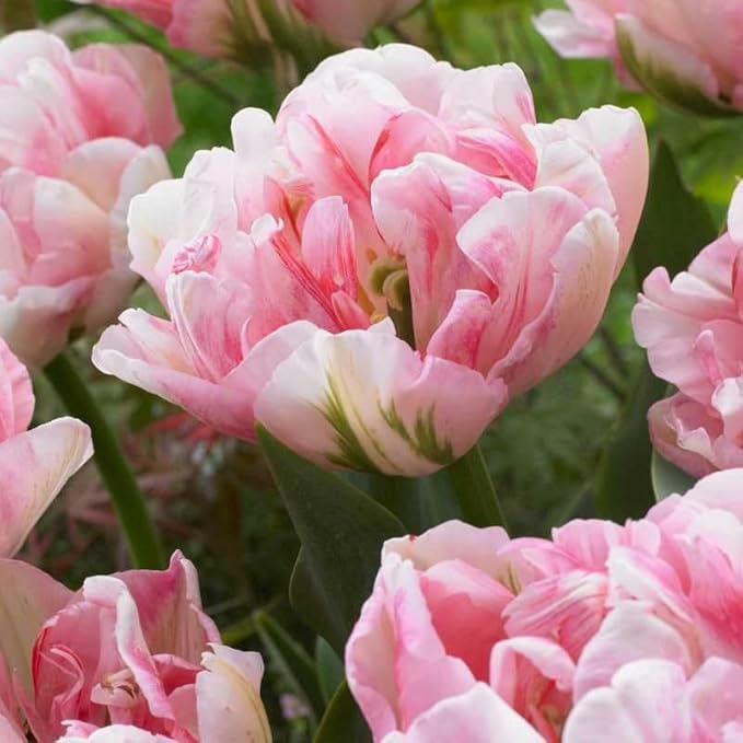 Double Tulip Seeds – Lush Petal Layers in Vibrant Spring Colors - Dharaseeds
