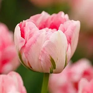 Double Tulip Seeds – Lush Petal Layers in Vibrant Spring Colors - Dharaseeds
