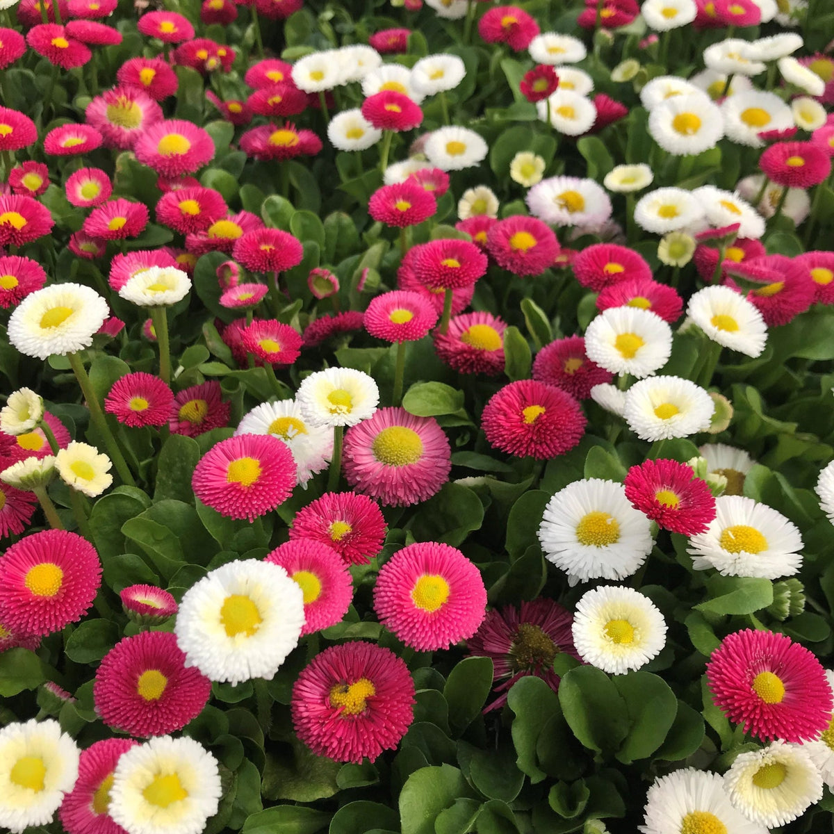 Margarita Roja Flower Seeds for Planting - 100 seeds for planting in home garden