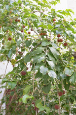 Dovyalis hebecarpa seeds for outdoor garden growing