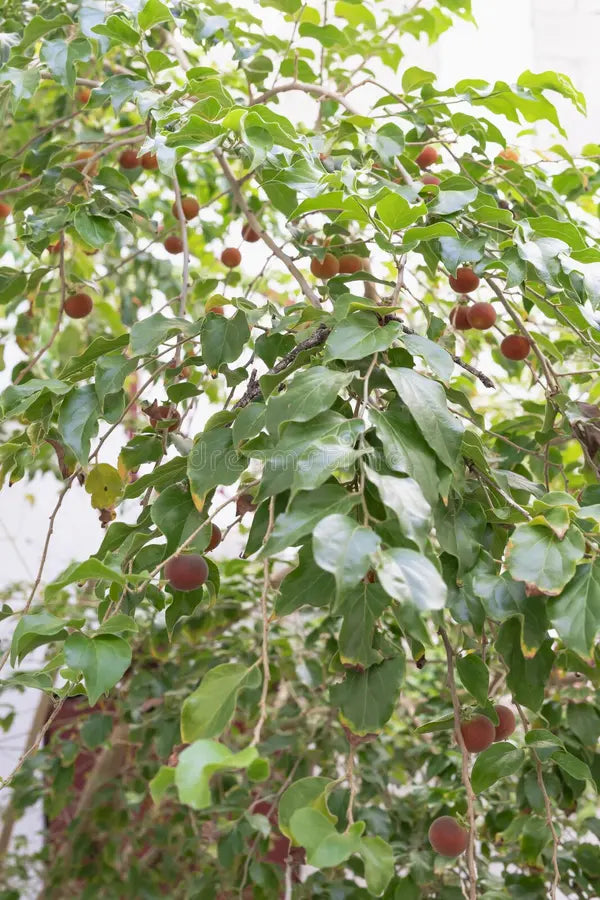 Dovyalis hebecarpa seeds for outdoor garden growing