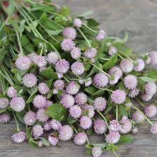 Globe Amaranth Pink