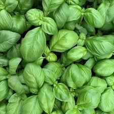 Basil Seeds (Organic) - Genovese