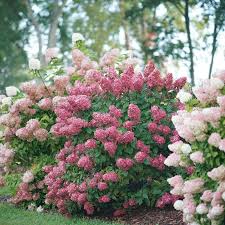 Hydrangea Fire Light Panicle Seeds