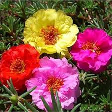 Portulaca Sundial Mix Seed