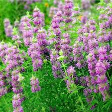 Bee Balm - Lemon Bergamot Seeds