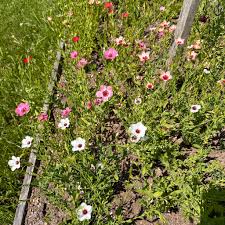 Flax Charmer Mix Seeds