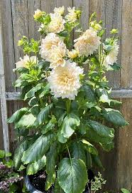 Dahlia Seeds (Dinnerplate) - Bridal Bouquet Mix