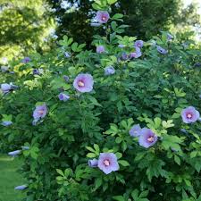 Hibiscus Paraplu Adorned Rose of Sharon Seeds