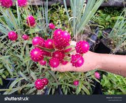 Globe Amaranth Carmine