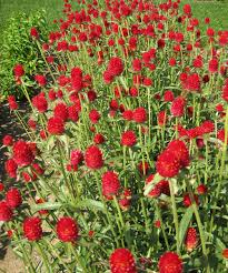 Globe Amaranth Strawberry Fields