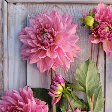 Dahlia Seeds (Decorative) - La Belle Epoque