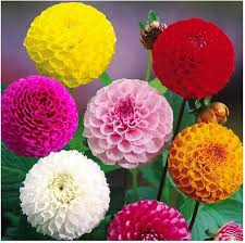 Dahlia Seeds - Nude Shade Mix