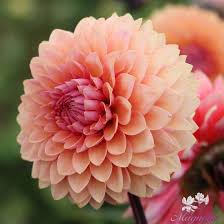 Dahlia Seeds (Decorative) - Sweet Sanne