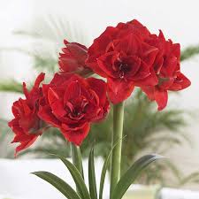 Amaryllis Seeds - Holiday Mix