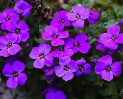 Purple Aubrieta Rock Cascade Flower Seeds-Heirloom & Non-GMO Seeds for planting Dhara Seeds