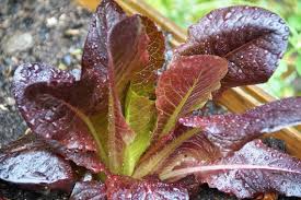 Lettuce Seeds - Rouge D'Hiver