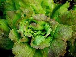 Lettuce Seeds - Prizehead