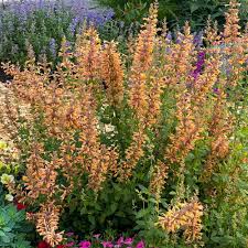 Agastache Mango Tango Seeds