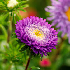 Aster Seeds (Pompon) - Rubens Mix