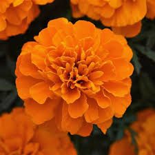 Deep Orange Marigold Seeds