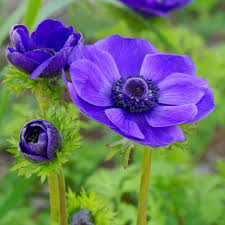 Anemone Darkest Blue Windflower Seeds